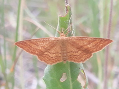 Idaea ochrata