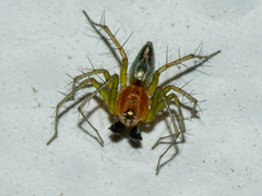 Oxyopes salticus