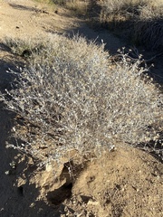 Brickellia incana