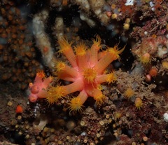 Tubastraea