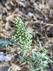 Ambrosia