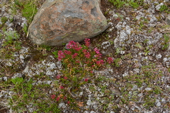 Phyllodoce empetriformis