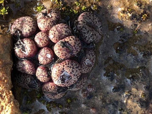 Conophytum obcordellum
