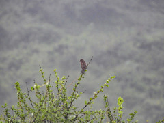 Carpodacus pulcherrimus