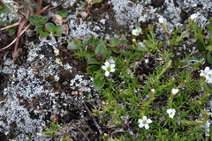 Cherleria