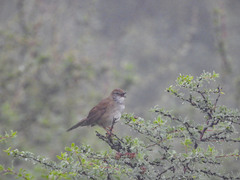 Locustella thoracica