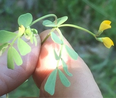 Coronilla repanda dura