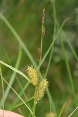 Carex