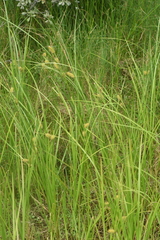 Carex