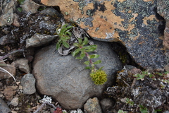 Solidago multiradiata