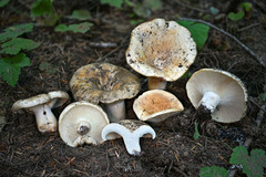Russula brevipes acrior