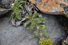 Solidago multiradiata