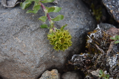 Solidago multiradiata