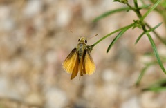 Copaeodes aurantiaca