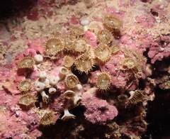 Palythoa heliodiscus