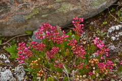 Phyllodoce empetriformis