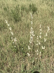 Froelichia floridana