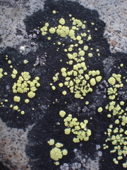 Rhizocarpon