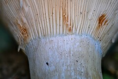 Russula brevipes acrior