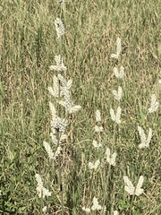 Froelichia floridana