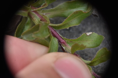Solidago multiradiata