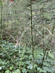 Equisetum telmateia