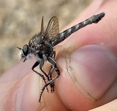 Nevadasilus blantoni