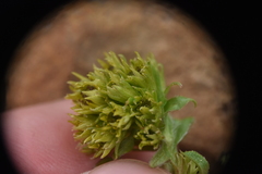 Solidago multiradiata