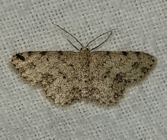 Scopula plantagenaria