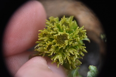 Solidago multiradiata