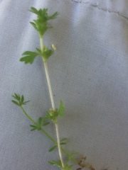 Alchemilla microcarpa
