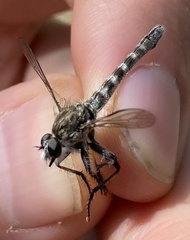 Nevadasilus blantoni