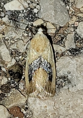Ponometia venustula