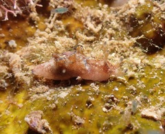 Aplysia elongata