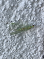 Chrysopa quadripunctata