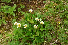 Caltha leptosepala