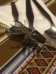 Sphaenognathus giganteus