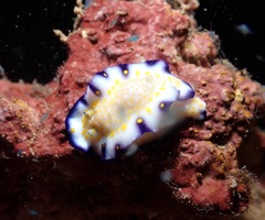 Hypselodoris imperialis