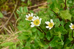Caltha leptosepala