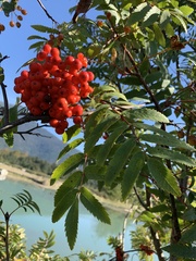 Sorbus sitchensis