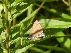 Satyrium caryaevorus