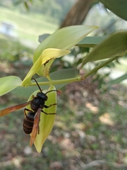 Vespa analis