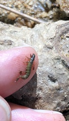 Rhyacophiloidea