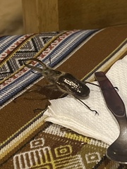 Sphaenognathus giganteus