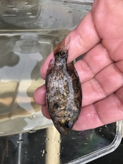 Ambloplites rupestris