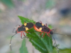 Dysdercus albofasciatus