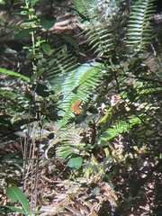 Polygonia satyrus