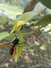 Vespa analis