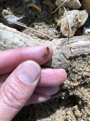 Rhyacophiloidea