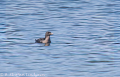 Cerorhinca monocerata